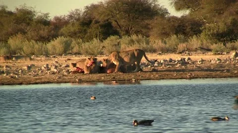 Lions feeding on prey (2) Stock Footage 12165884