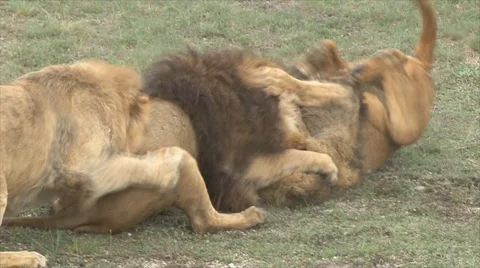 Lions fight Stock Footage 51639514