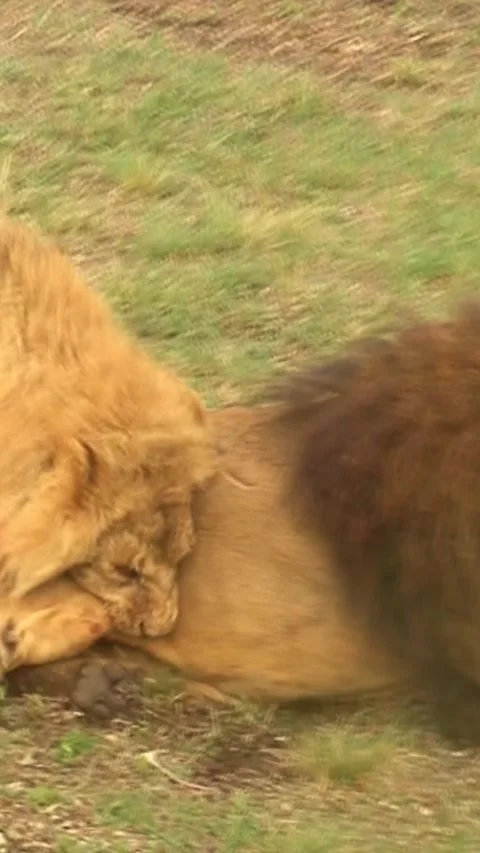 Lions fight Stock Footage 249982645