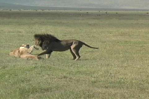 Lions fighting | Stock Video | Pond5