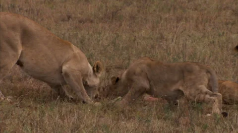 Lions Fighting Over Food Stock Video Footage | Royalty Free Lions Fighting Over Food Videos | Pond5