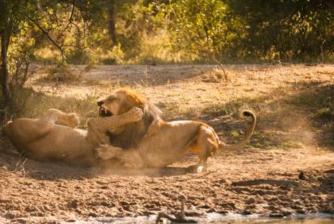 Lions fighting Stock Photos