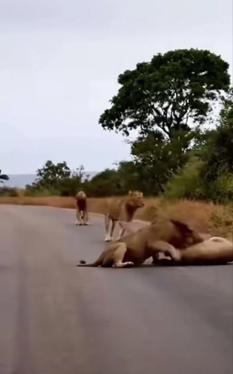 Lions Fighting as Pride Scatters – Intense Wildlife Battle Stock Footage 307870400