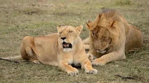 Lions Stock Footage 8928275