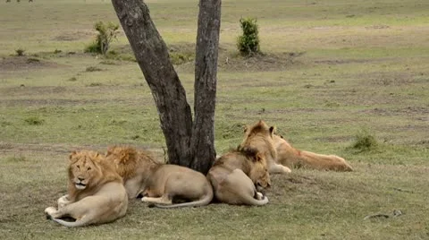Lions Stock Footage 8935162
