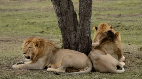 Lions Stock Footage 8935385