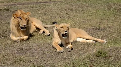 Lions Stock Footage 8935492