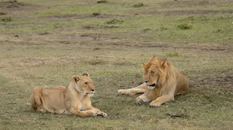 Lions Stock Footage 8935802