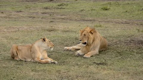 Lions Stock Footage 8935970