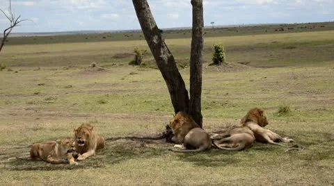 Lions Stock Footage 8936777