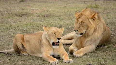 Lions Stock Footage 8938166