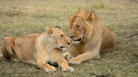 Lions Stock Footage 8938339