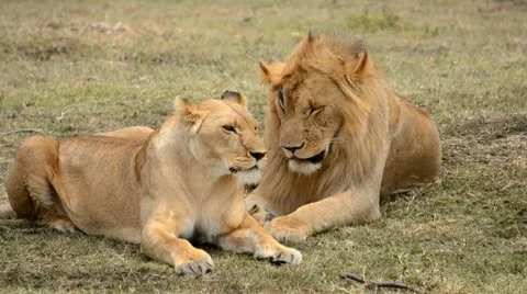 Lions Stock Footage 8938413