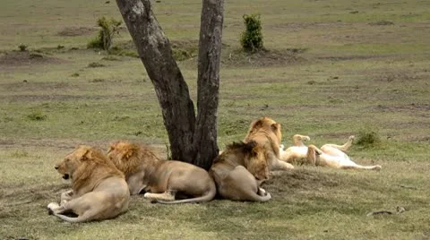 Lions Video stock 8938487