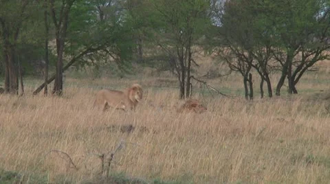 Lions Stock Footage 10711479