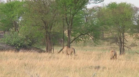 Lions Video stock 10711840