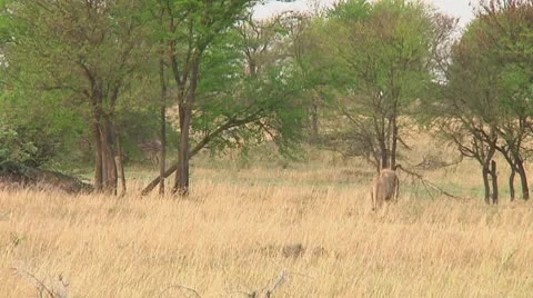 Lions Video stock 10711870