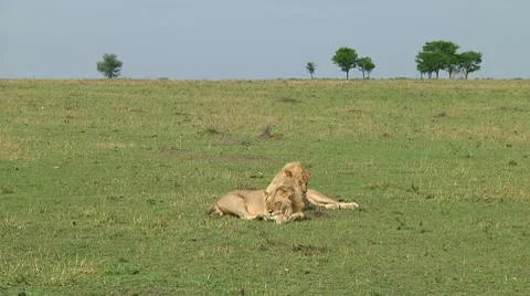 Lions Stock Footage 10747074