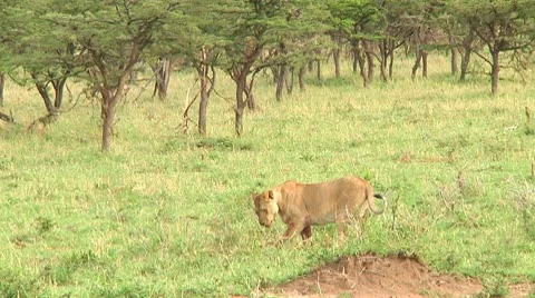 Lions Stock Footage 10747101