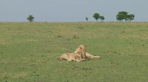 Lions Stock Footage 10753772