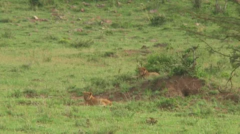 Lions Video stock 10753806