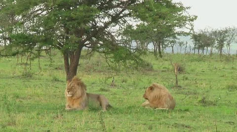 Lions Stock Footage 10753821