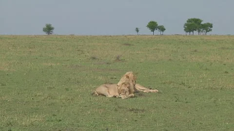 Lions Stock Footage 10757089