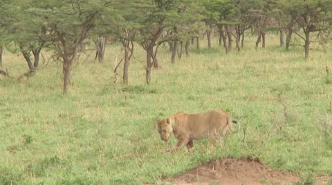 Lions Stock Footage 10757099