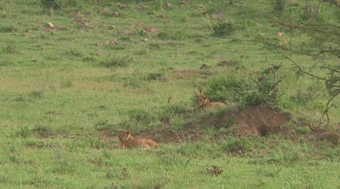 Lions Stock Footage 10757103