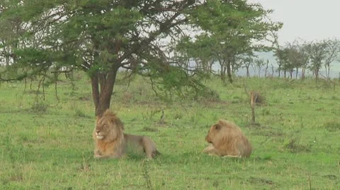 Lions Stock Footage 10757113
