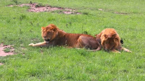 Lions Video stock 10792219