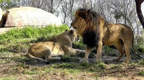 Lions Stock Footage 10860788