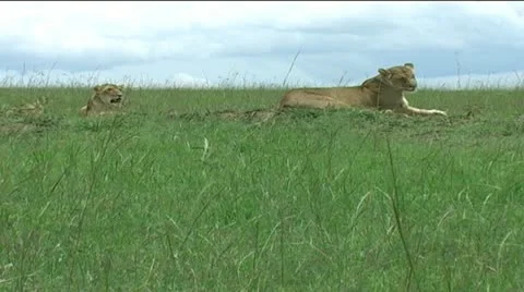 Lions Video stock 12373188