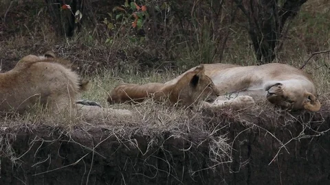 Lions Stock Footage 70942224