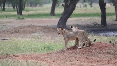 Lions Stockbeeldmateriaal 86656924