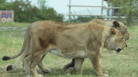 Lions Stock Footage 311944499