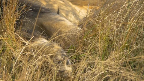 Lion's front paw Stock Footage 87451691