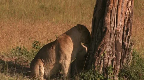 Lions in the game Stock Footage 22262364