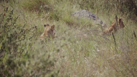 Lions in the grass Video stock 327085264