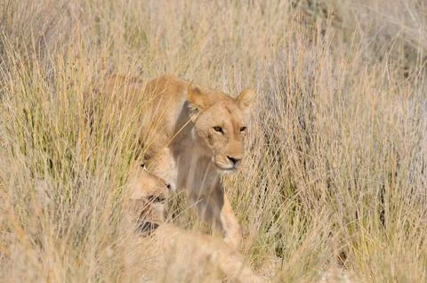 Lions in the grass Stock Photos