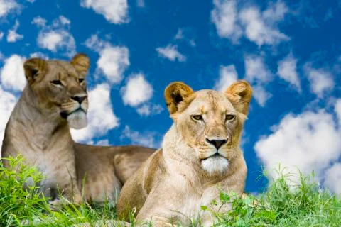 Lions in the Grass Stock Photos