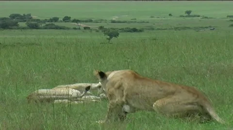 Lions greeting eachother Stock Footage 12379463