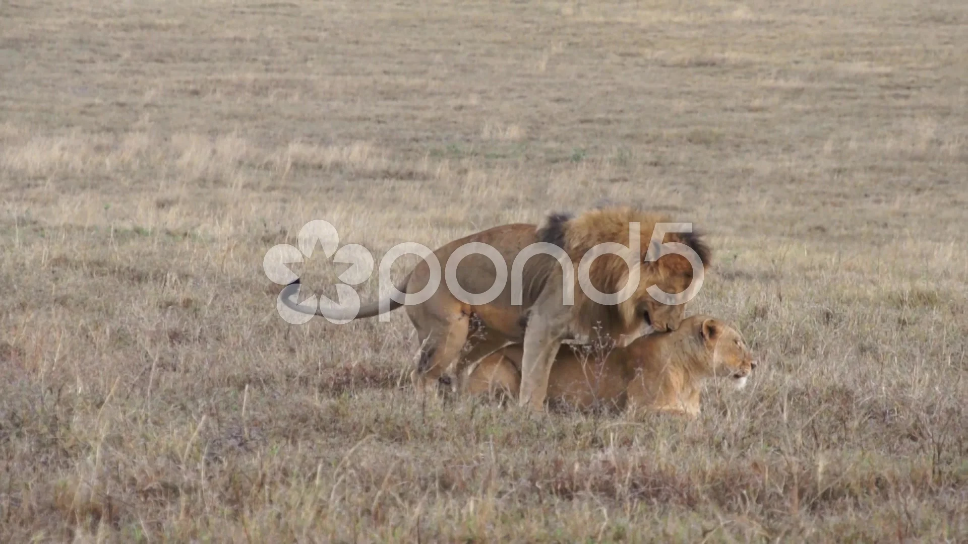 Lions have sex in savannah. Safari in Tanzania