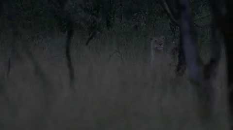 Lions head behind grass Stock Footage 12657210