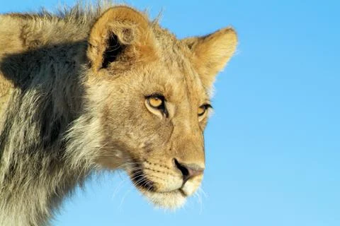 Lions head Stock Photos