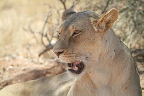 Lions head Stock Photos