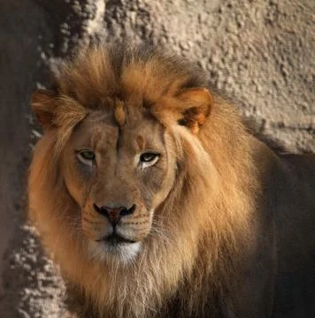 Lions head Stock Photos