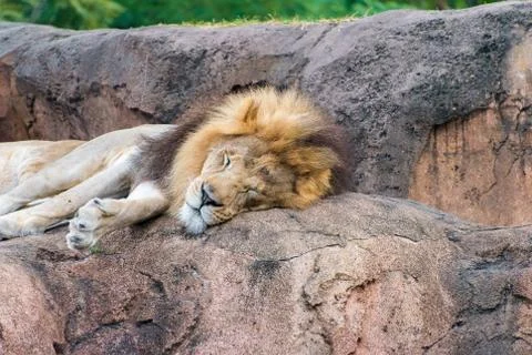 Lions Head Stock Photos
