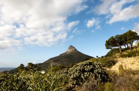 Lion's head Stock Photos