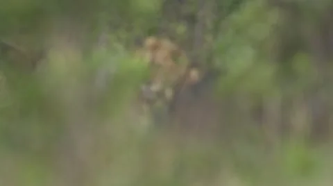 Lions head through bush Stock Footage 12653554